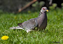 Columba fasciata